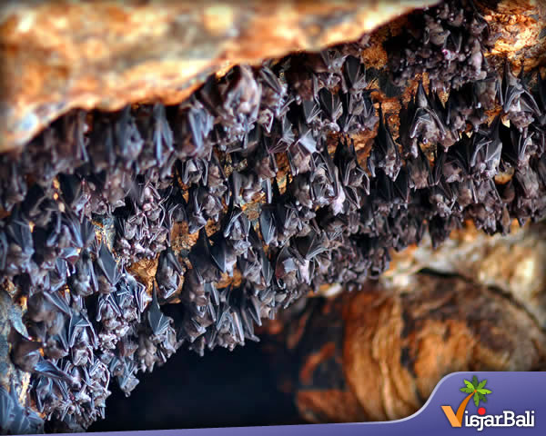 el templo cueva del murciélago goa lawah