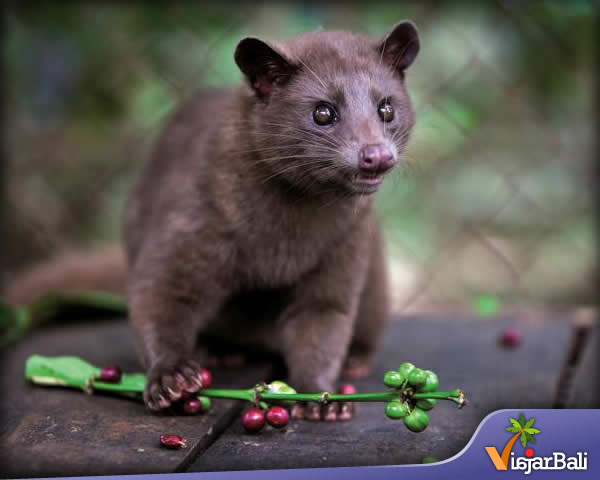 luwak bali