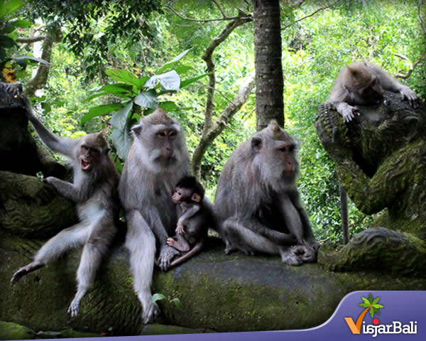 el bosque de monos ubud