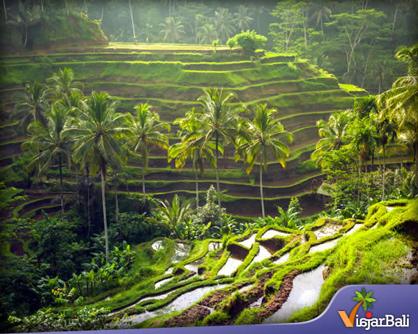 el campo de arroz escalonado tegalalang